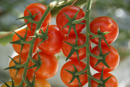 Brunen Gartenbaubetrieb