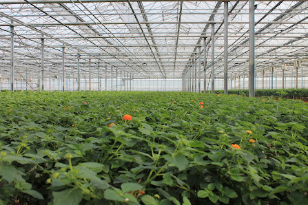 Günter & Susanne van Soest Gartenbau / Großhandel
