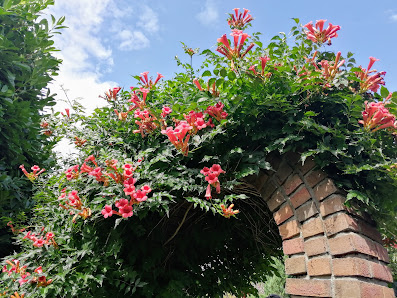 Gartenbau den Drijver