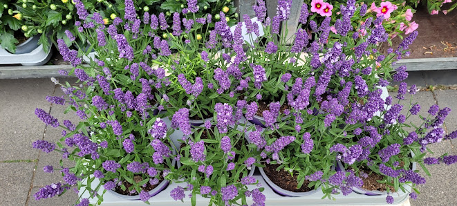 Sandras Blumenwelt