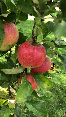 Gartencenter Der kleine Höppener