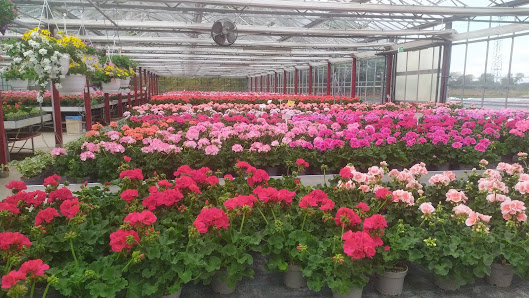 Blumen Müller