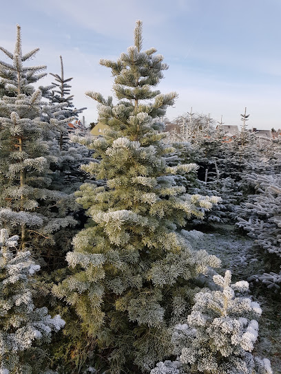 Gärtner Aschhoff Weihnachtsbäume