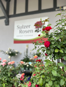 Sulzer-Rosen