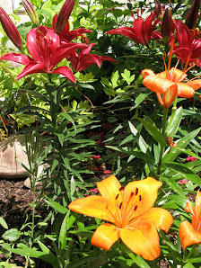 Blumen im Wiesental