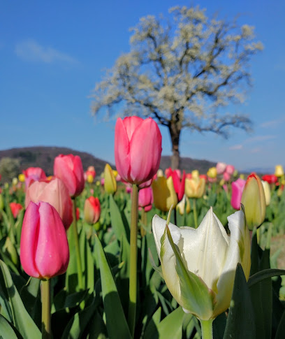 Blumen zum selberpflücken