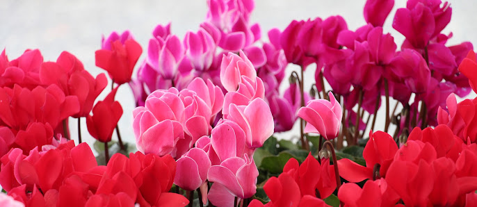 Blumen Alber