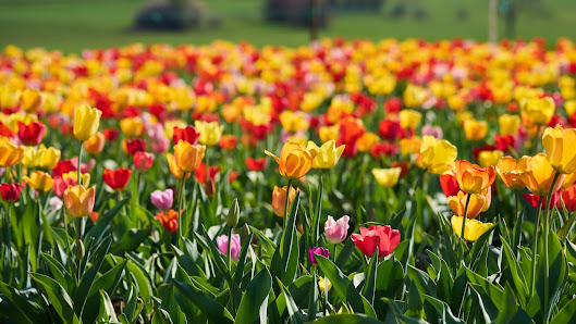 Blumen selbst schneiden