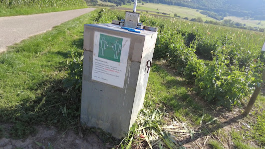 Blumen selbst schneiden