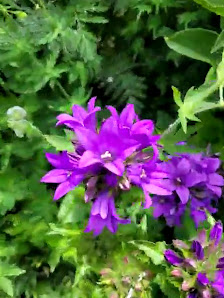 Die Blumenbinderei