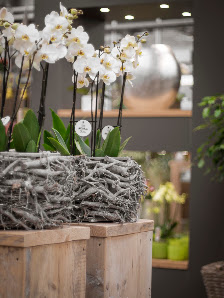 Blumen Fimpeler