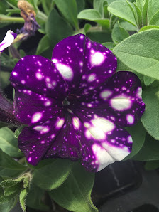 Blumenscheuer Günther GbR Inh. Hartmut und Christian Günther