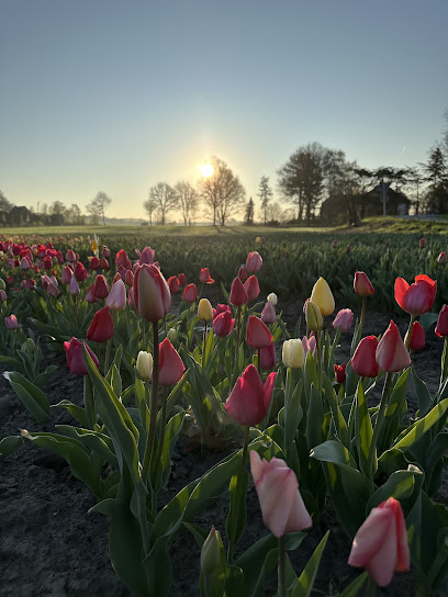 Blumen von Kathi