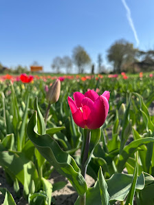 Blumen von Kathi