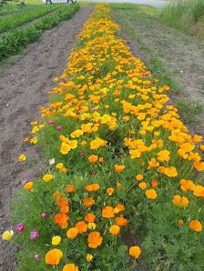 Piepers buntes Blumenfeld
