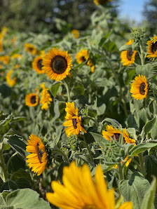 Piepers buntes Blumenfeld