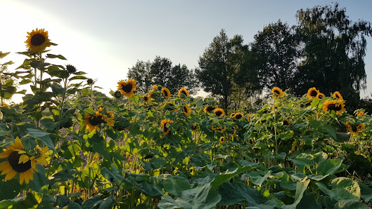 Piepers buntes Blumenfeld