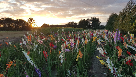 Piepers buntes Blumenfeld