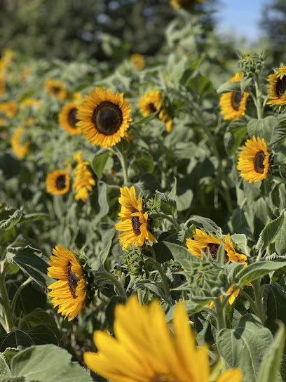 Piepers buntes Blumenfeld