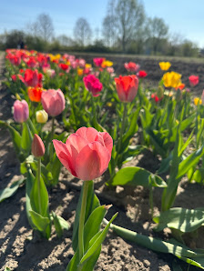 Blumen von Kathi
