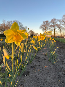 Blumen von Kathi