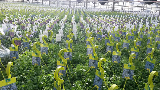 Messing Gartenbau GmbH