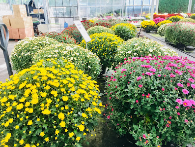 Blumen Wensing GmbH