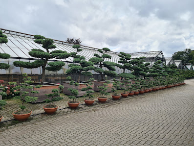 Gartengestaltung Robert, Gartenbonsai - Niwaki