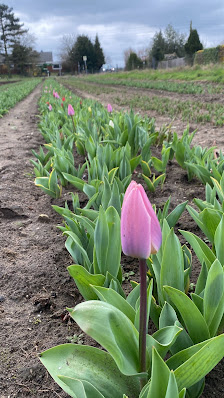 Blumen Selbstpflücke