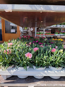 Blumen Haag