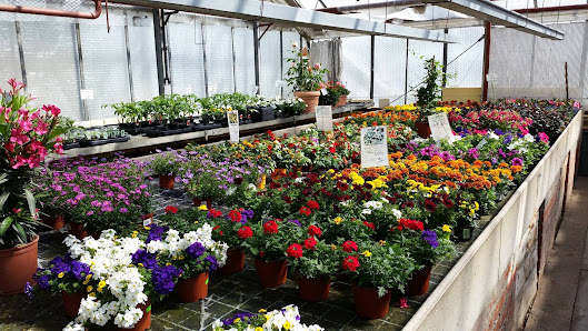Blumen Haag
