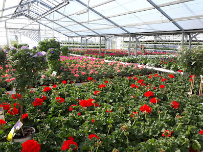 Bee wie Blumen