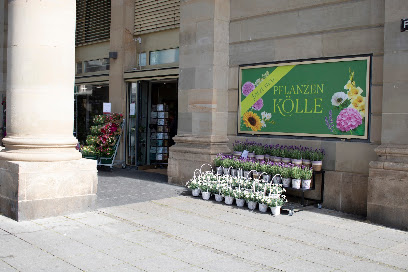 Pflanzen-Kölle City