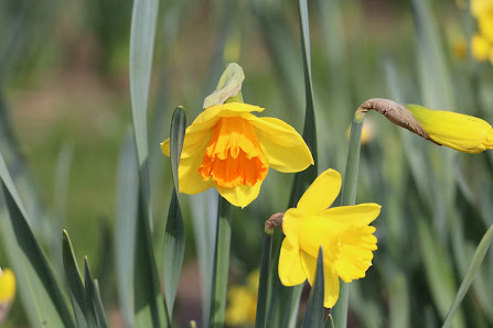 Beckmanns Blumen