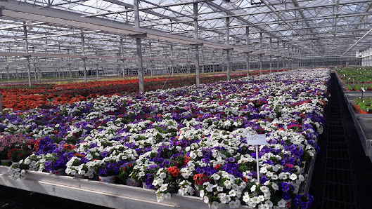 Westflowers - Westhoff Vertriebsges. mbH