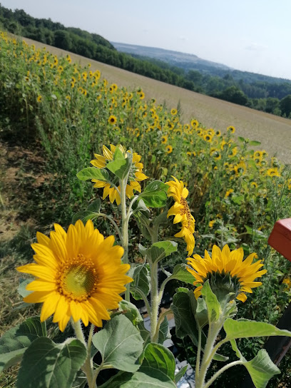 Vini's Sonnenblumen Zucht