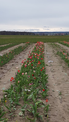 Hochstift-Blumen - Blumen selber pflücken