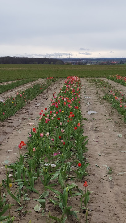 Hochstift-Blumen - Blumen selber pflücken