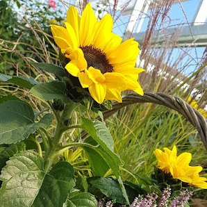 Blumen Höfle in Frickenhausen