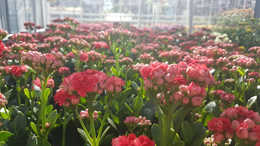 Blumen Höfle in Frickenhausen
