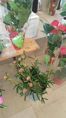 Blumen Rose de la vie Düsseldorf
