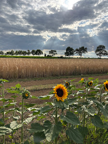 Blumen zum Selbstpflücken