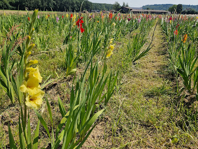 Blumenacker Vor der Hardt - Blumen selber schneiden