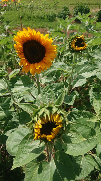 Blumen selbst schneiden