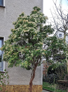 Sinopoli Gartenpflege