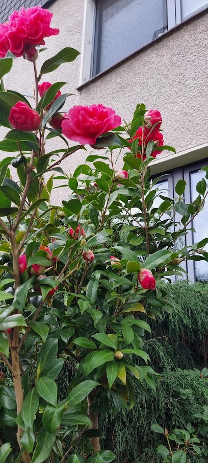 Sinopoli Gartenpflege