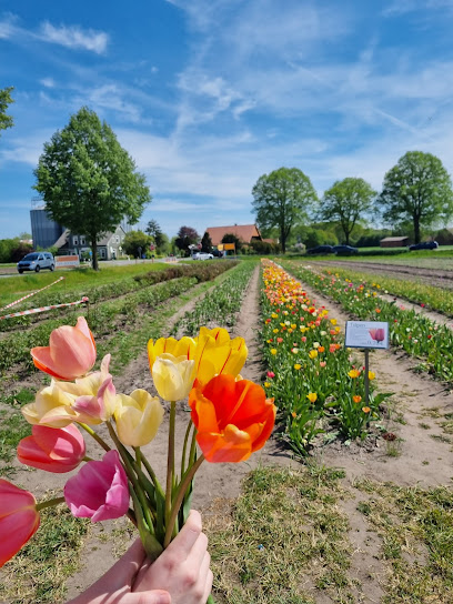 Blumen selbst schneiden