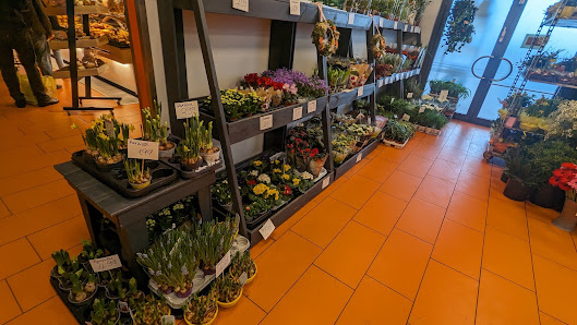 Holland Blumen