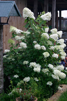 GARTEN JANZEN