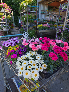 Leuchtenberg's Blumen- und Pflanzenmarkt